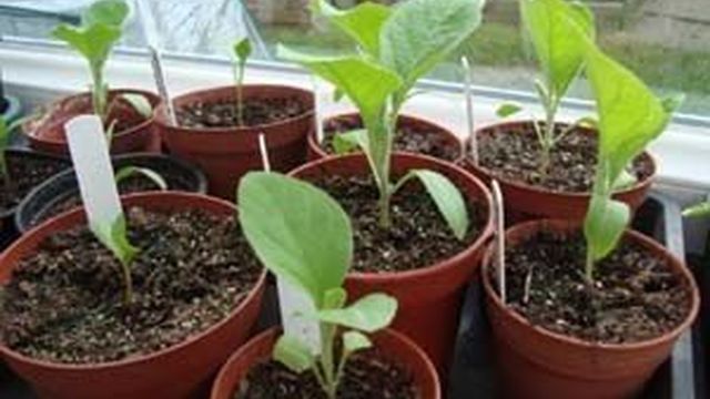 Как сеять семена баклажан на рассаду