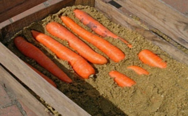 Хранение моркови на зиму в погребе