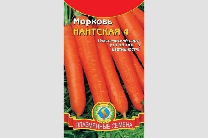 Морковь сорт красный великан