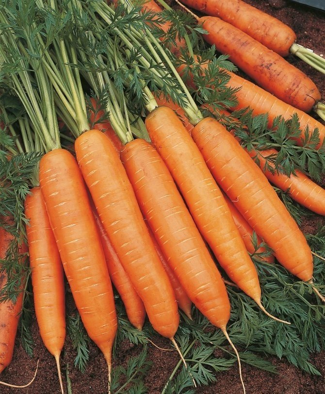 Морковь вита лонга русский огород