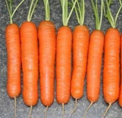 Нантская морковь