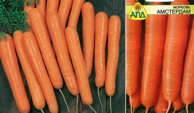 Сорт моркови амстердамская