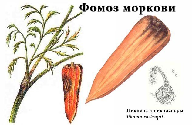 Строение моркови для детей