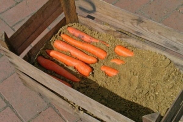 Ящик для хранения моркови на балконе