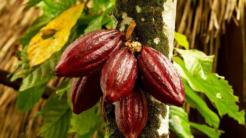 Плоды какао