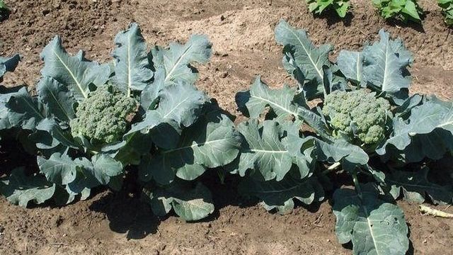 Капуста брокколи: описание, сорта, выращивание, сбор урожая