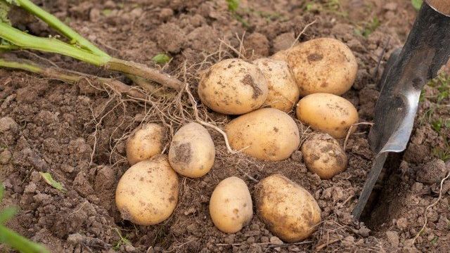 Характеристика картофеля сорта Гала