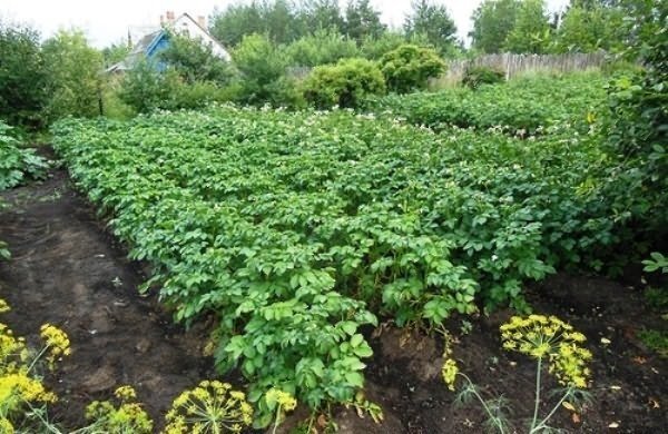 Картофель зеленая ботва