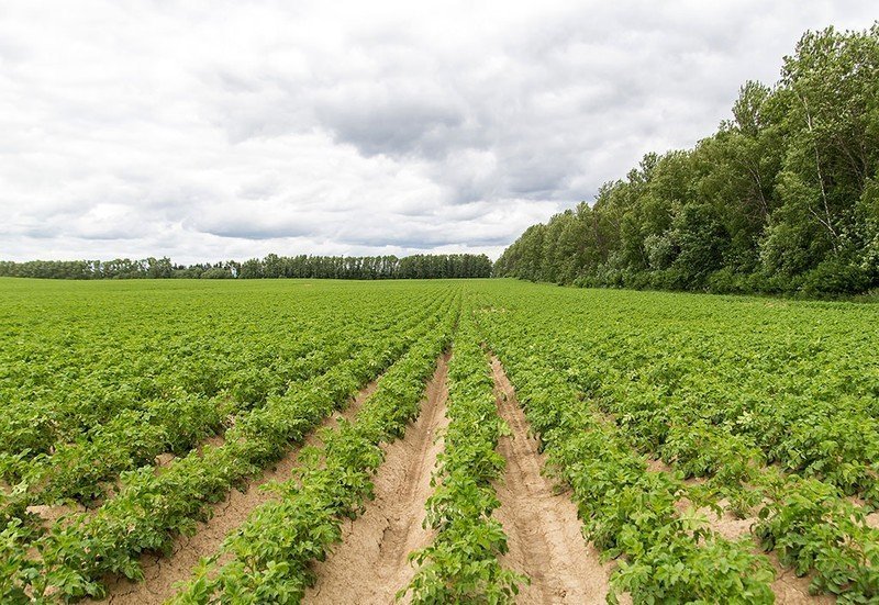 Северный брабант картофельные поля голландия