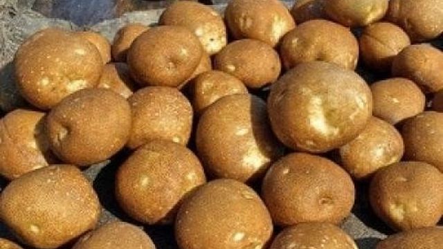 Какие сорта картофеля рассыпчатые при варке