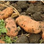 Картофель «лапоть»: описание сорта, фото, отзывы, урожайность