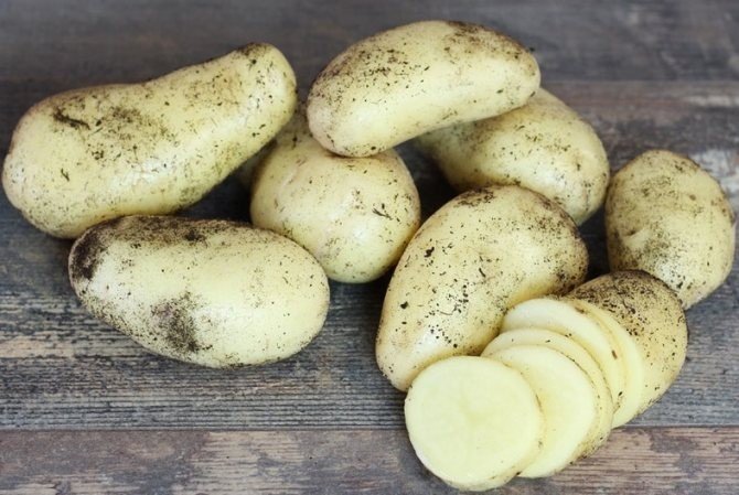 Сорт кроне картофель