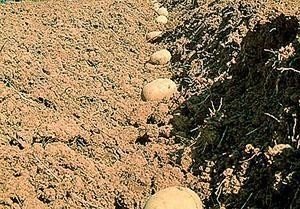 Картофель на песчаной почве