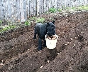 Собака копает картошку