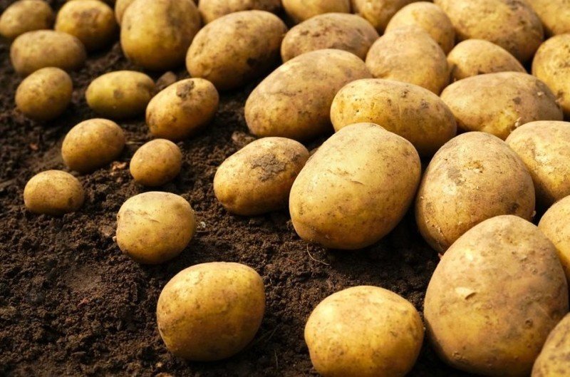 Инноватор сорт картофеля