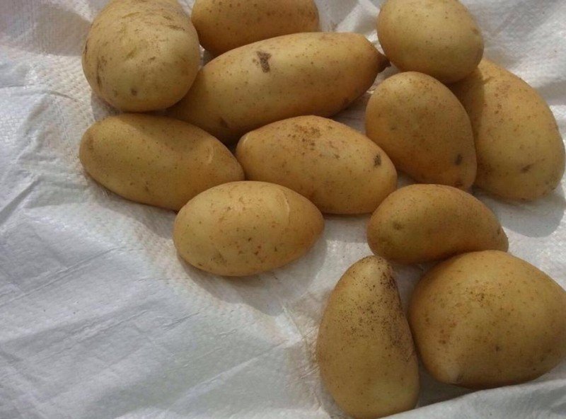 Сорт калужский картофеля