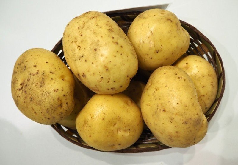 Сорт картофеля голландских сортов