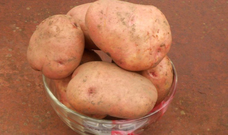 Ультраранние сорта картофеля для урала