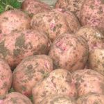 Описание сорта картофеля Ильинский его характеристика и урожайность