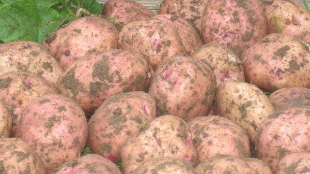 Описание сорта картофеля Ильинский