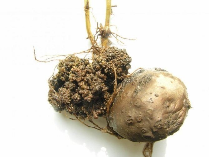 Клубень картофеля поражённый синхитриумом