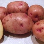 Полное описание картофеля сорта Снегирь с фото