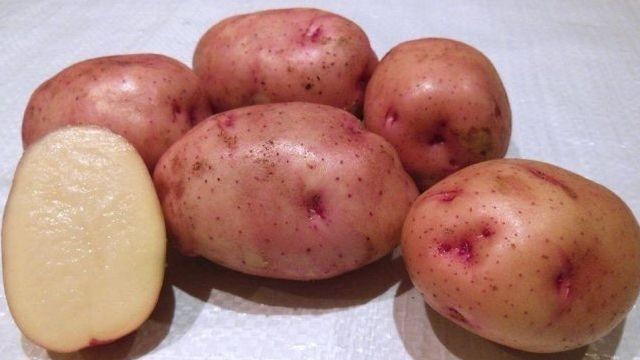 Картофель Снегирь: характеристика сорта, вкусовые качества, время созревания