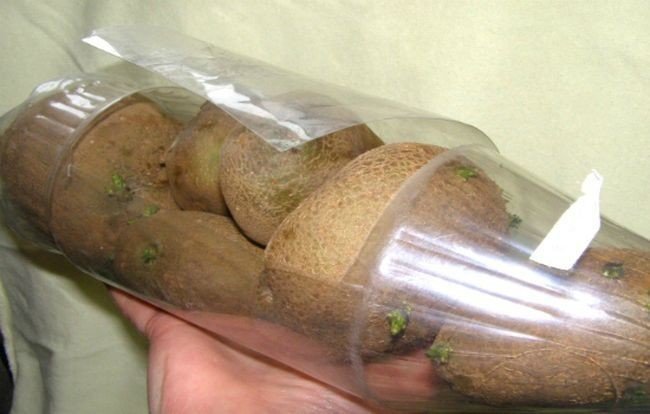 Проращивание картофеля в бутылках пластиковых