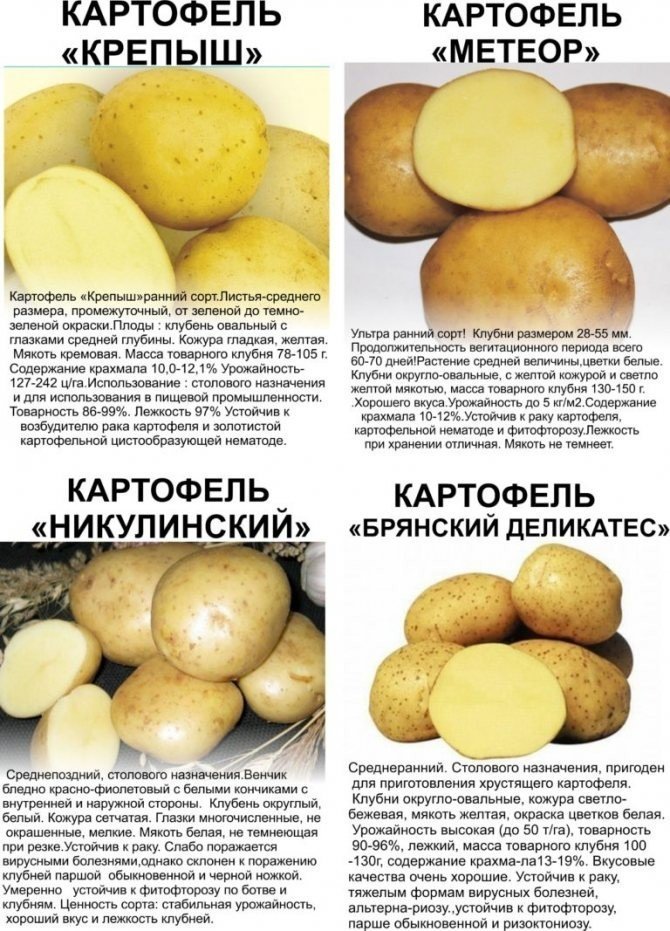 Сорт картофеля с желтой кожурой и желтой мякотью