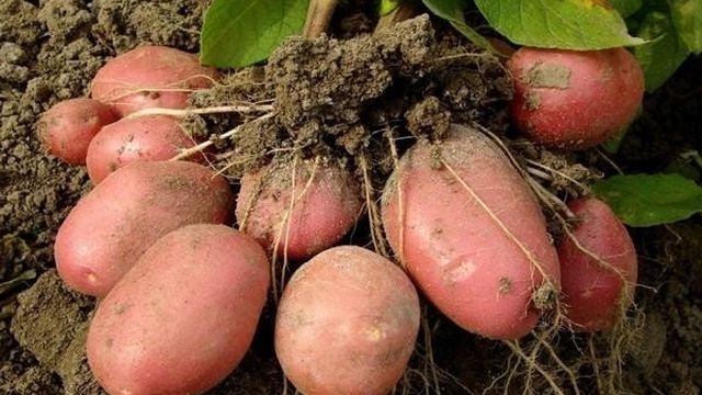 Сорт картофеля Красавчик: описание и характеристика, отзывы