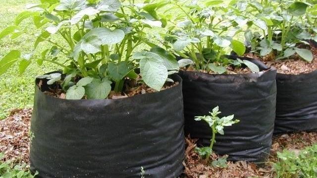 Способ посадки картофеля в мешках