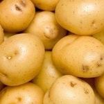 Среднепоздний столовый сорт картофеля «Рагнеда», адаптирующийся к любой почве