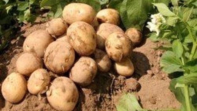 Ультраскороспелые сорта картофеля