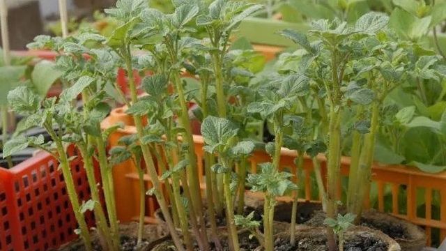 Выращивание картофеля из семян в домашних условиях