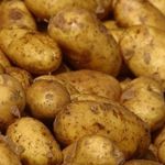 Высокоурожайный сорт картофеля Скарб