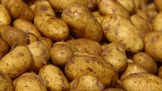Высокоурожайный картофель Скарб: описание и характеристика сорта, отзывы и фото