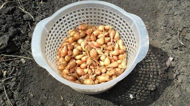 Как правильно садить лук, чтобы выросли крупные луковицы