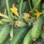 Огурец Кибрия: характеристика и агротехника выращивания