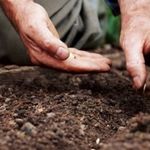 Семена огурцов — лучшие самоопыляемые сорта для открытого грунта Сибири