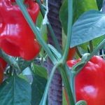 Перец Богатырь: описание урожайного красного болгарского сорта, особенности выращивания и ухода