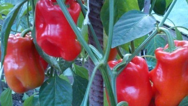 Перец Богатырь: описание урожайного красного болгарского сорта, особенности выращивания и ухода