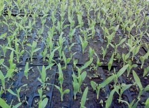 Идеи посадки кукурузы