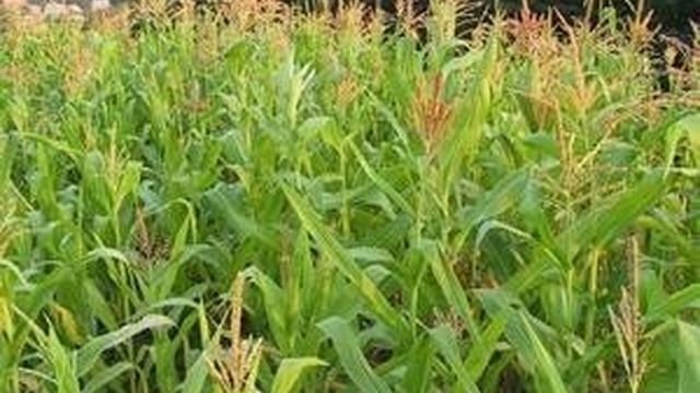 Посадка кукурузы в открытый грунт в районах Подмосковья