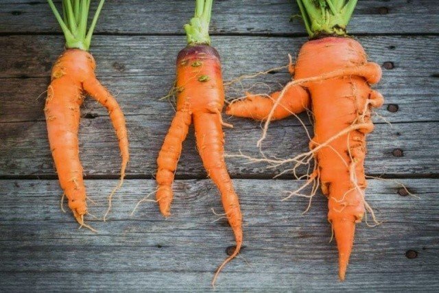 Экзотическая морковь