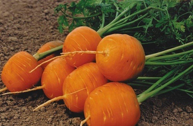Морковь полярная клюква