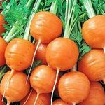 Сорта круглой моркови