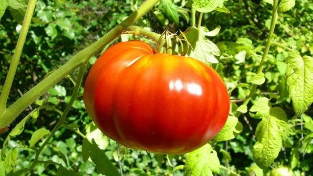 Биг Биф: описание сорта томата, характеристики помидоров, посев