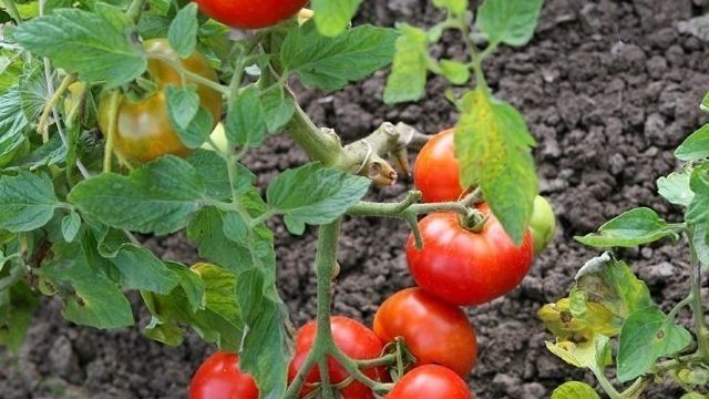 Томат Делишес (Delicious): характеристика и описание красного сорта, отзывы фото урожайности гигантского помидора, фото семян