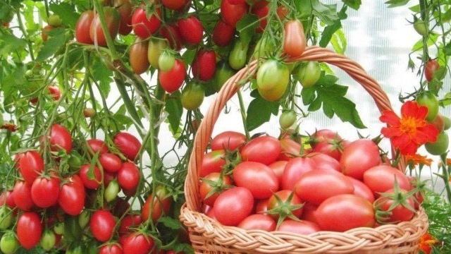 Характеристика томата Елена f1, выращивание и борьба с вредителями
