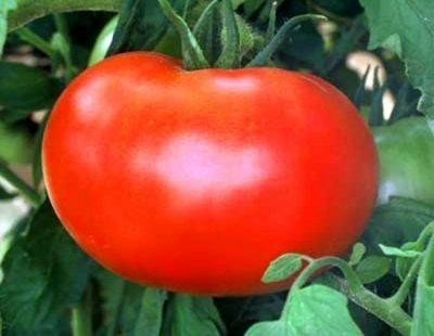 Сорт помидор волгоградский